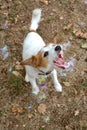 JACK RUSSELL DOG PLAYING WITH SOAP BUBBLE ON A PARK Royalty Free Stock Photo