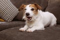FUNNY JACK RUSSELL DOG, SHEDDING HAIR DURING MOLT SEASON PLAYING ON FURNITURE SOFA