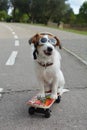 FUNNY JACK RUSSELL DOG SITTING IN A SKATEBOARD Royalty Free Stock Photo