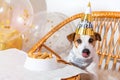 Funny Jack russell terrier dog in party hat. Birthday of pet. Bone cookie cake. Royalty Free Stock Photo