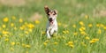 Funny Jack Russell Terrier dog run in a green blooming meadow