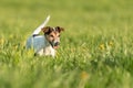 Funny Jack Russell Terrier dog run in a green blooming meadow