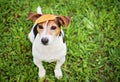 Funny Jack Russell Terrier With Leaf on Head