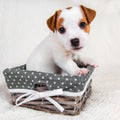 Funny Jack Russell Terrier puppy dog in the basket