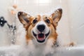 FunnyÂ joyful CorgiÂ dog in bathtub, soap foam flying all around.