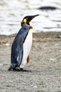 Funny juvenile king penguin in moult - Aptendytes patagonica - on beach in South Georgia