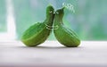 Funny kissing cucumbers. cartoon characters in love