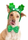 Funny Kissing St. Patrick's Day Dog Royalty Free Stock Photo