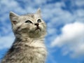 Funny kitten Royalty Free Stock Photo