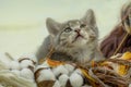 Funny kitten and ball of thread in various colors. Small kitten with colorful ball of threads Royalty Free Stock Photo