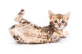 Funny Kitten Bengal cat