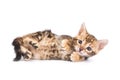 Funny Kitten Bengal cat