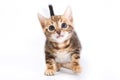 Funny Kitten Bengal cat