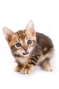 Funny Kitten Bengal cat