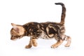 Funny Kitten Bengal cat