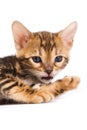 Funny Kitten Bengal cat