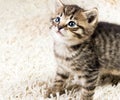 Funny kitten in carpet Royalty Free Stock Photo