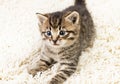 Funny kitten in carpet Royalty Free Stock Photo