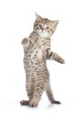 Funny kitten cat standing or dancing isolated on white Royalty Free Stock Photo