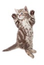 Funny kitten cat top view lying on back isolated Royalty Free Stock Photo