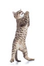 Funny kitten cat trying to catch something by paws and looking up isolated Royalty Free Stock Photo