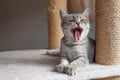 funny kitten cat yawn or roar of laughter Royalty Free Stock Photo