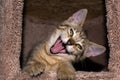 Funny Kitten Face Portrait
