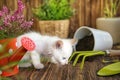 Funny kitten with garden tools indoors Royalty Free Stock Photo