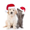 Funny kitten and golden retriever puppy in red christmas hats together. isolated on white background Royalty Free Stock Photo