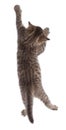 Funny kitten hanging isolated on white Royalty Free Stock Photo