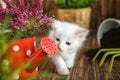 Funny kitten with houseplant and gardening tools indoors Royalty Free Stock Photo