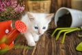 Funny kitten with houseplant and gardening tools indoors Royalty Free Stock Photo