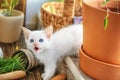 Funny kitten with houseplants indoors