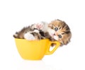 Funny kitten in large cup on white background Royalty Free Stock Photo