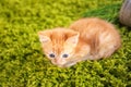 Funny kitten lying on green carpet indoors Royalty Free Stock Photo