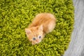 Funny kitten lying on green carpet indoors Royalty Free Stock Photo