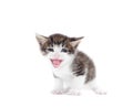 Funny kitten mewing Royalty Free Stock Photo