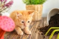 Funny kitten near overturned pot with soil and gardening tools indoors Royalty Free Stock Photo