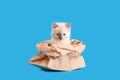 Funny kitten hiding in paper bag isolated on color blue background with copy space. Beautiful fluffy white cat Climbs Royalty Free Stock Photo