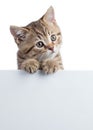 Funny cat kitten peeking out of a blank sign, on white background Royalty Free Stock Photo