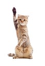 Funny kitten pointing up by one paw isolated