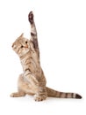 Funny kitten pointing up by one paw isolated