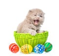 Funny kitten sitting in basket with easter eggs. isolated on white Royalty Free Stock Photo