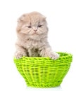 Funny kitten sitting in green basket. isolated on white background Royalty Free Stock Photo