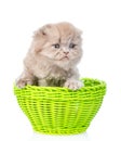 Funny kitten sitting in green basket. isolated on white background Royalty Free Stock Photo