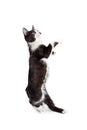 Funny Kitten Standing Up Dancing Royalty Free Stock Photo