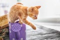 Funny kitten in watering can indoors Royalty Free Stock Photo