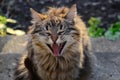 Funny kitten yawning.