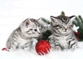 Funny kittens. Curious kitten. Christmas