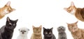 Funny kittens peeking Royalty Free Stock Photo